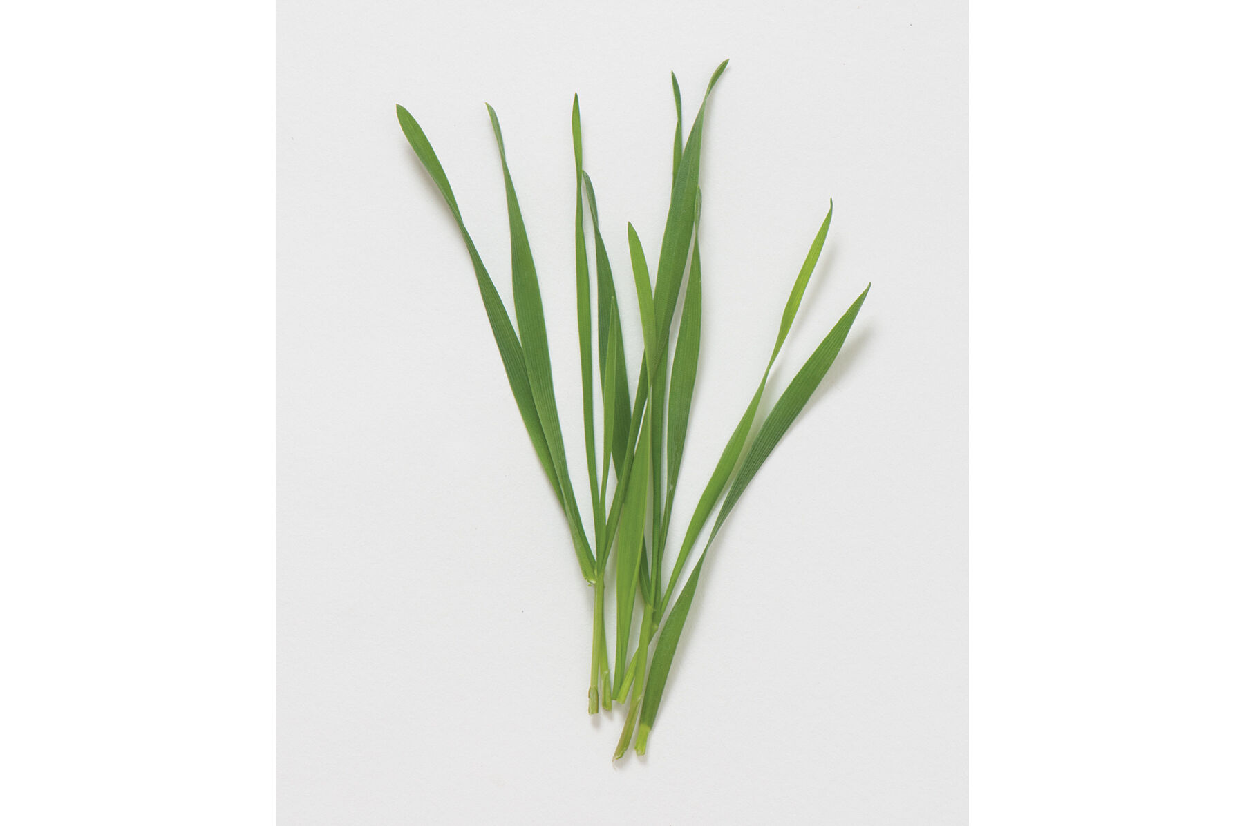 Wheat, Hard Red Winter Shoots