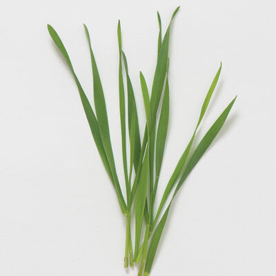 Hard Red Winter Wheat Hard Red Winter Wheat Shoots