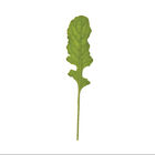 Arugula (Standard) Arugula (Standard) Arugula (Roquette)