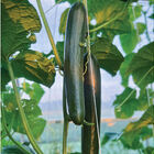 Unagi Seedless and Thin-skinned Cucumbers