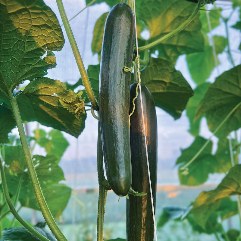 Unagi Seedless and Thin-skinned Cucumbers