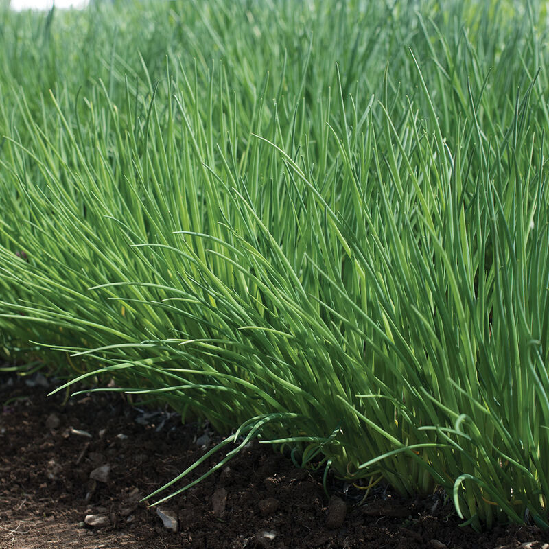 Polyvert Chives