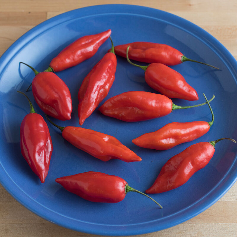 Hot Paper Lantern Hot Peppers
