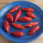 Hot Paper Lantern Hot Peppers