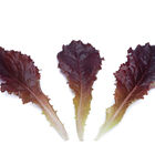 Alboreto Lettuce