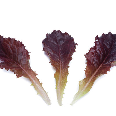 Alboreto Lettuce