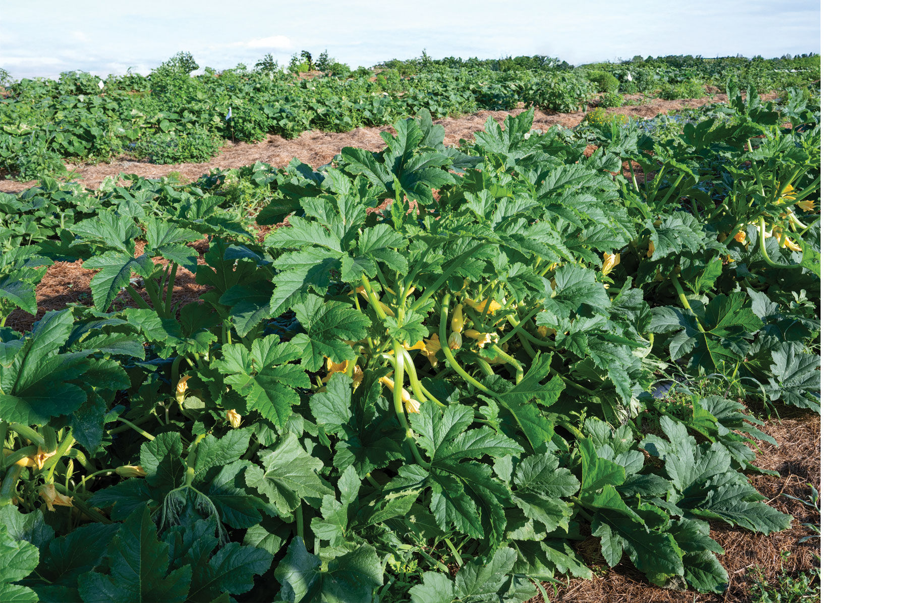 Johnny's Selected Seeds Multipik Summer Squash Seed - Thumbnail 3