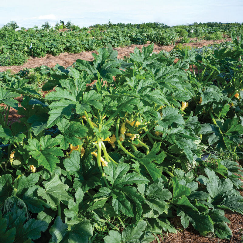 Multipik Summer Squash