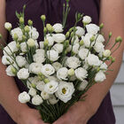 Doublini White Lisianthus