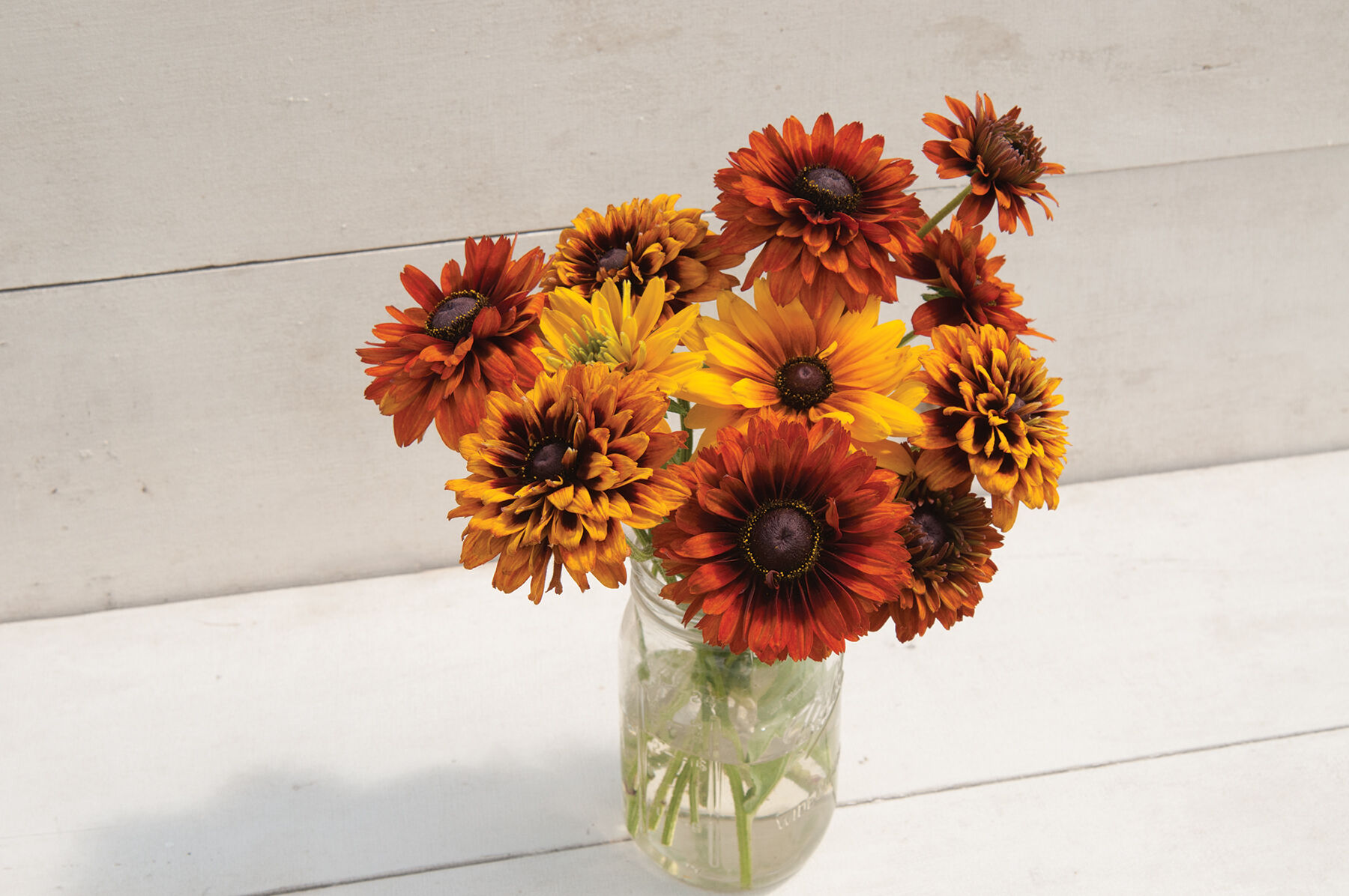 Cherokee Sunset Mix Rudbeckia (Black-Eyed Susan)