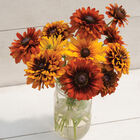 Cherokee Sunset Mix Cherokee Sunset Mix Rudbeckia (Black-Eyed Susan)
