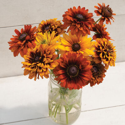Cherokee Sunset Mix Cherokee Sunset Mix Rudbeckia (Black-Eyed Susan)