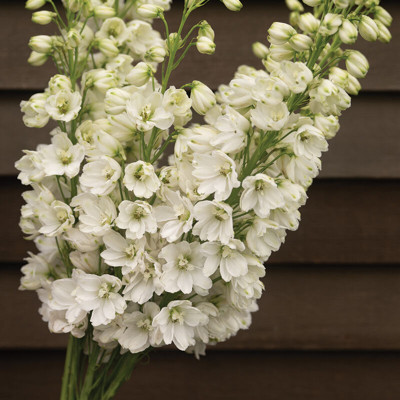 Guardian White Delphinium