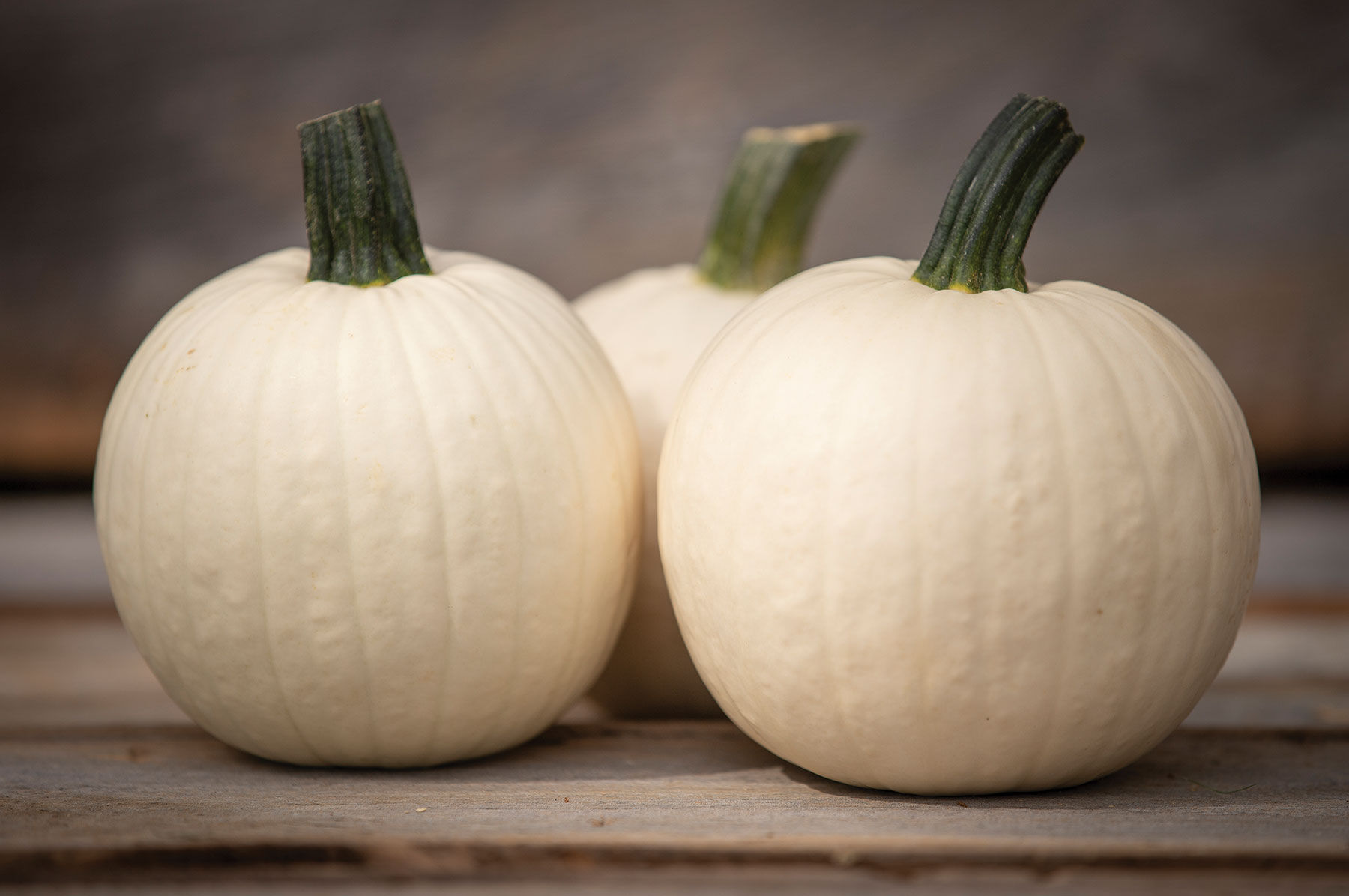 Shiver - (F1) Pumpkin Seed | Johnny's Selected Seeds