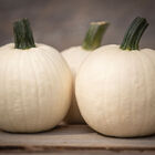 Shiver Specialty Pumpkins