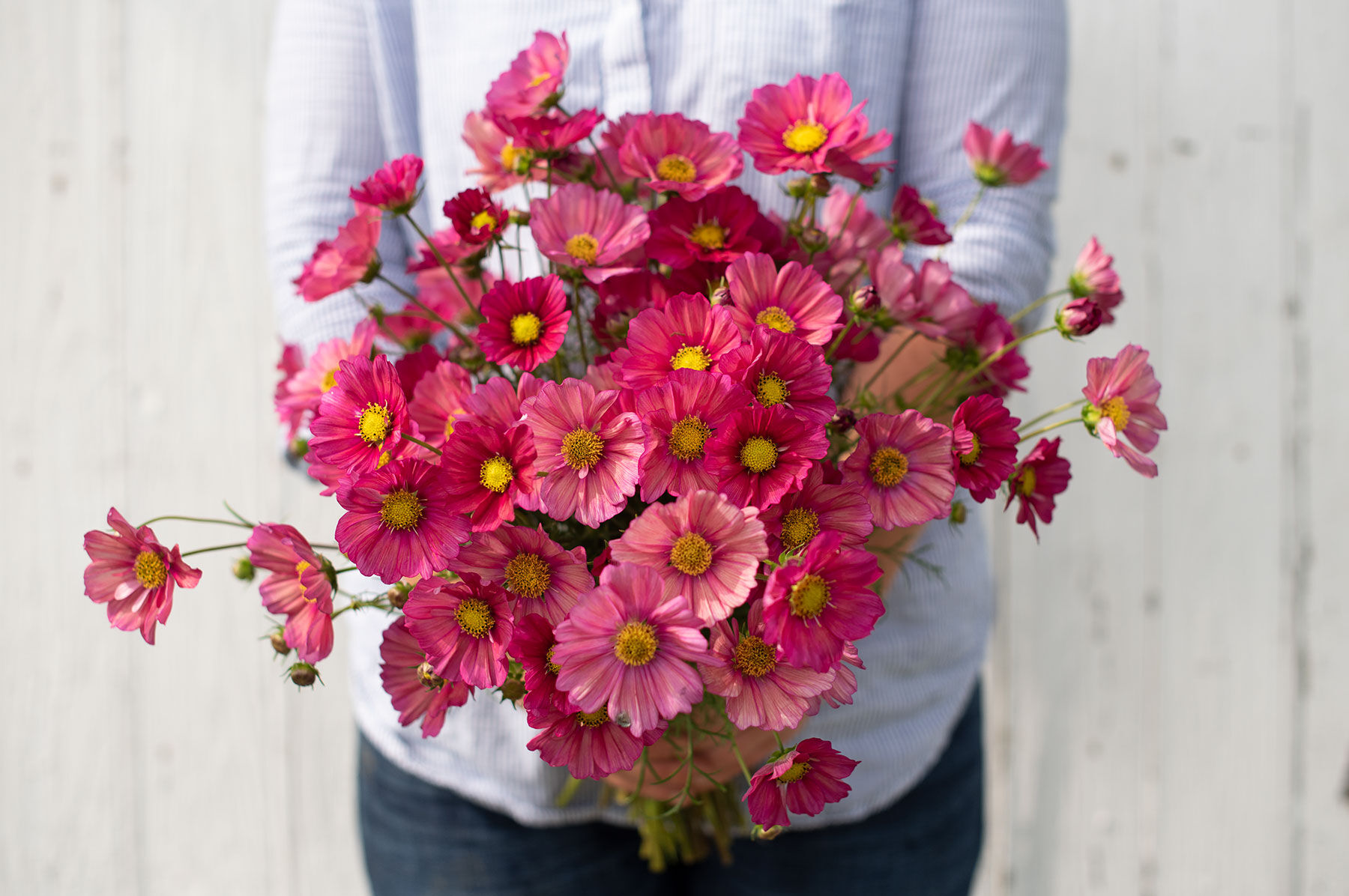 Xsenia - Cosmos Seed | Johnny's Selected Seeds