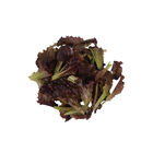 Alboreto Lettuce