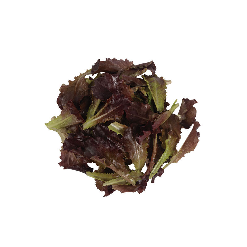 Alboreto Lettuce