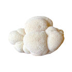 Lion's Mane 'Spray & Grow' Kit 'Spray & Grow' Kits