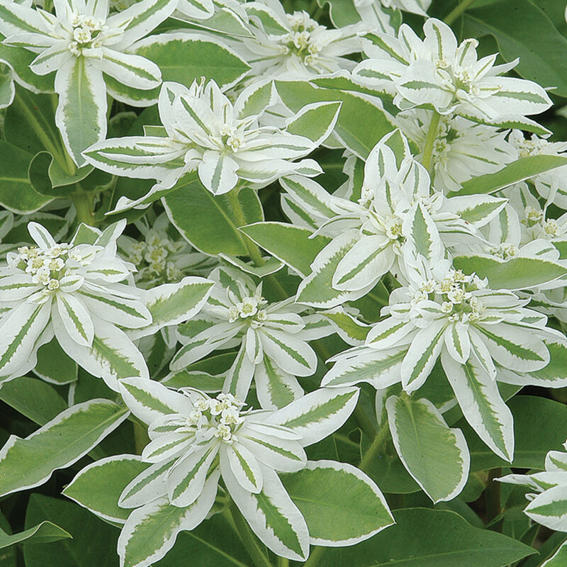 Mountain Snow Euphorbia (Snow-on-the-Mountain)