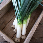 Biker Leeks