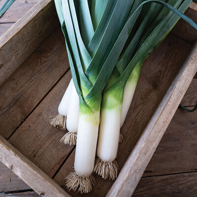 Biker Leeks