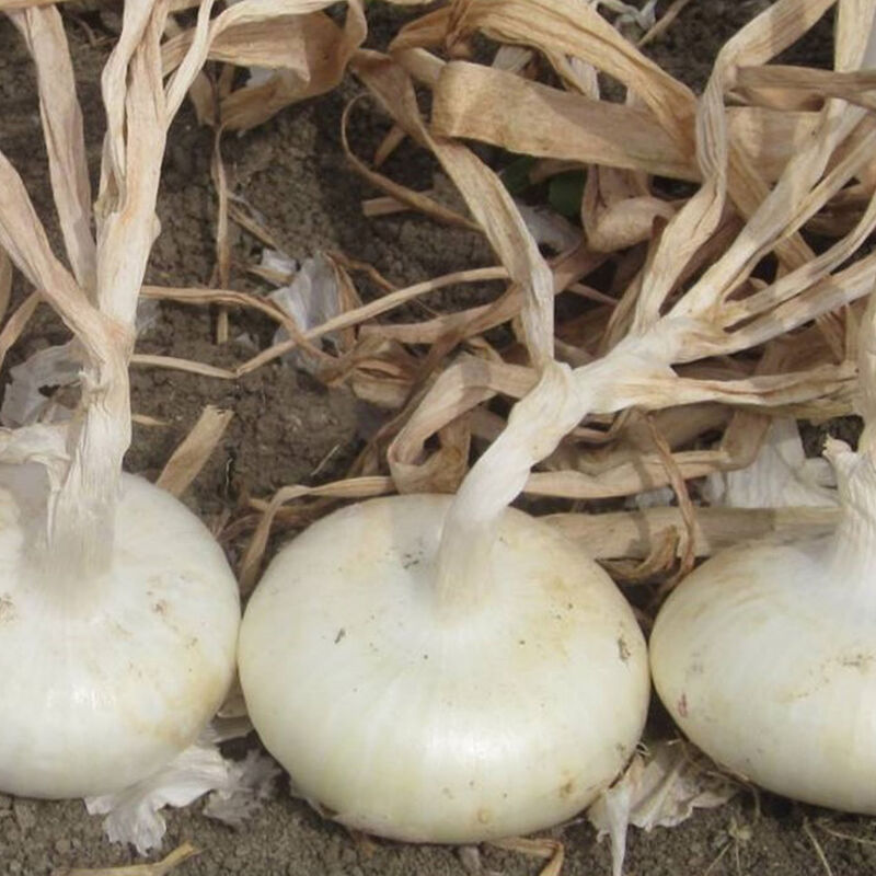 Meryt Cipollini Onions