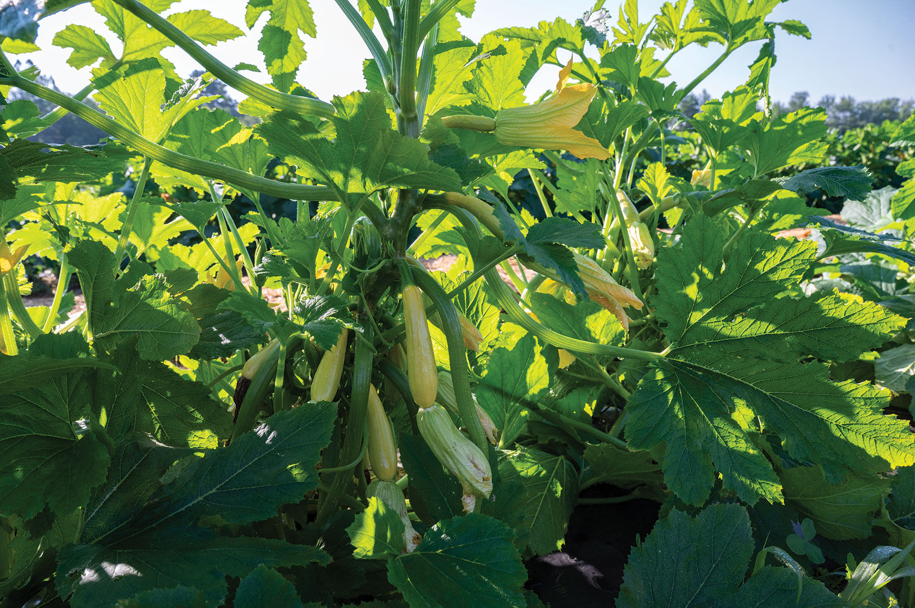 Butterfingers Summer Squash