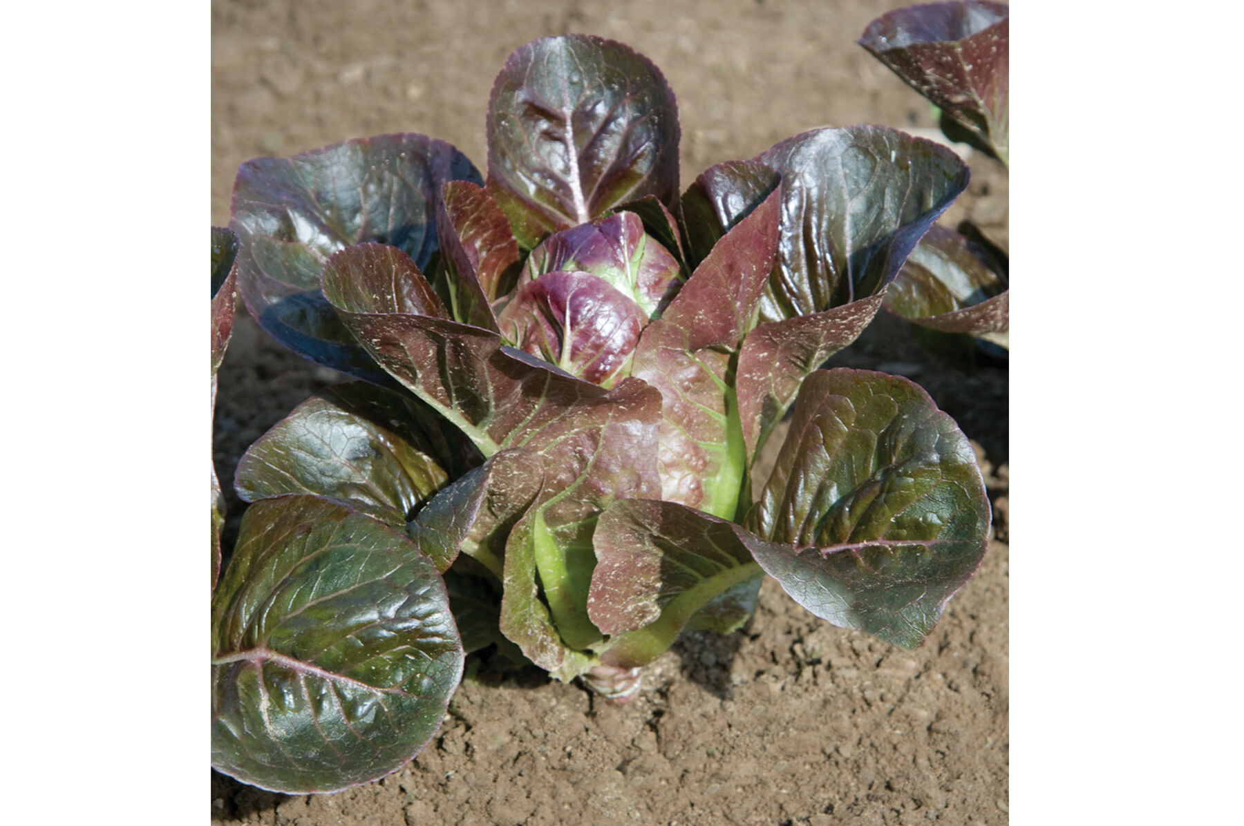 Breen Romaine Lettuce (Cos)