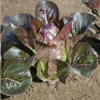 Breen Breen Romaine Lettuce (Cos)