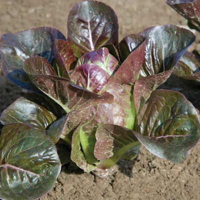 Breen Breen Romaine Lettuce (Cos)