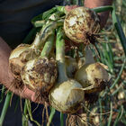 Maragogi Full-Size Onions