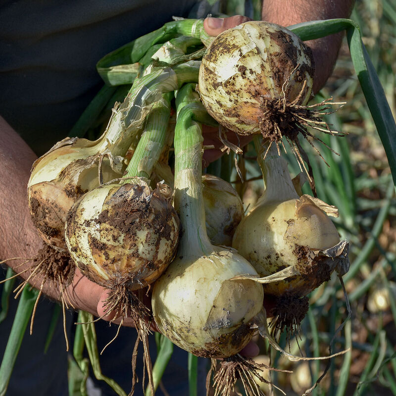 Maragogi Full-Size Onions