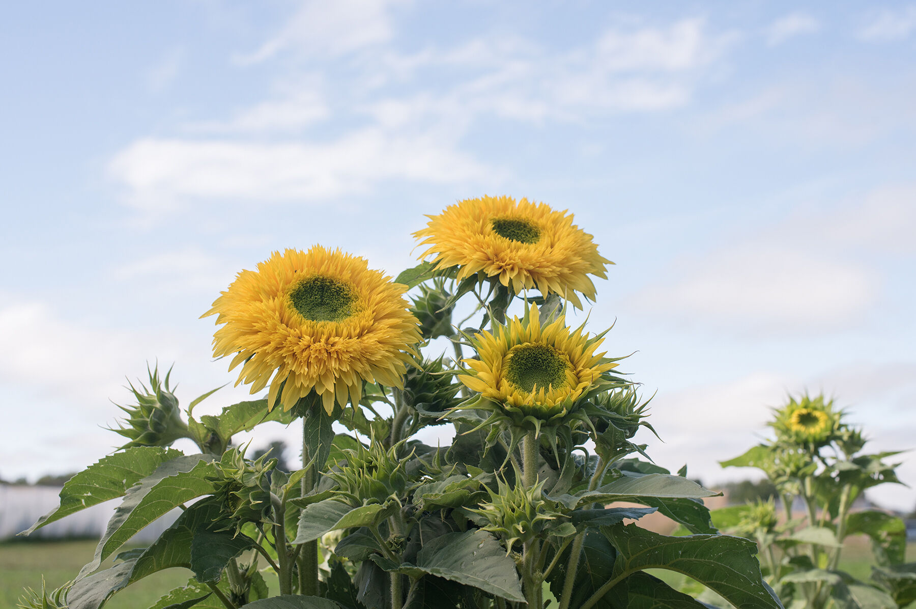 Johnny&#39;s - sunflower-love  Valentine - Sunflower Seed | Johnny's Selected Seeds