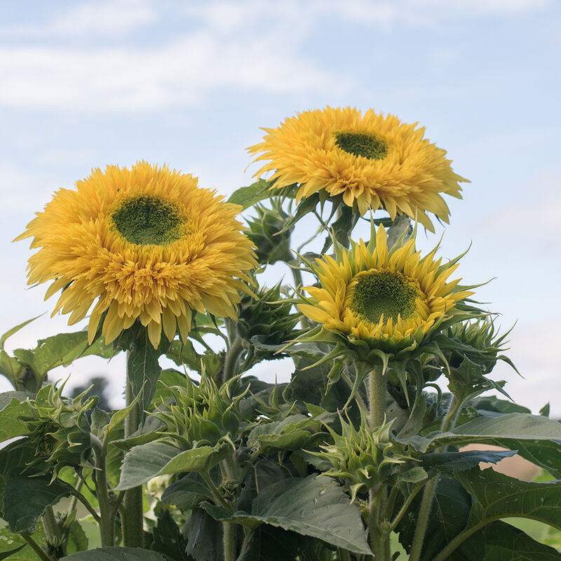 Lemonade Lemonade Tall Sunflowers