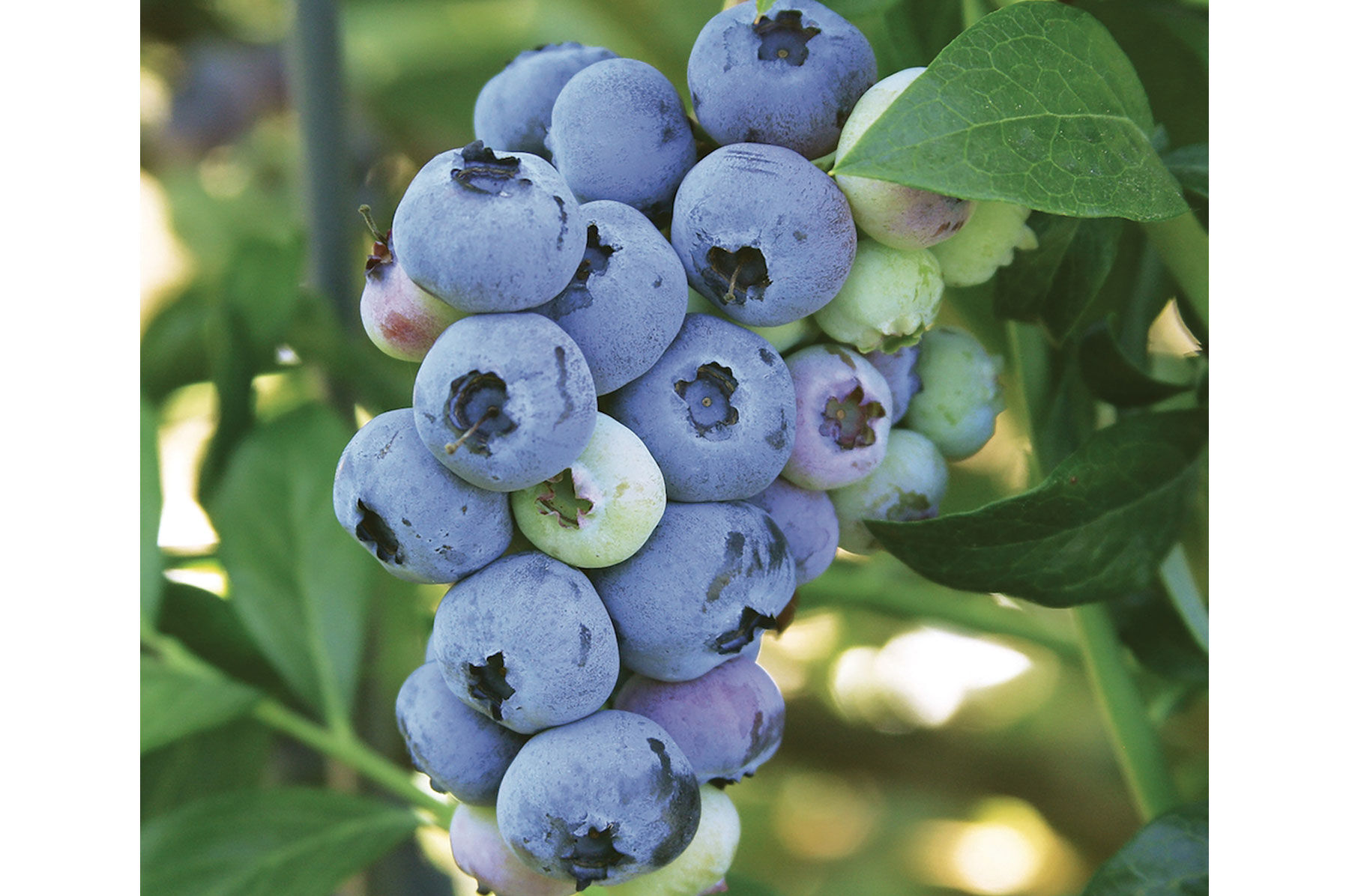 Blueray - Blueberry Plants | Johnny's Selected Seeds