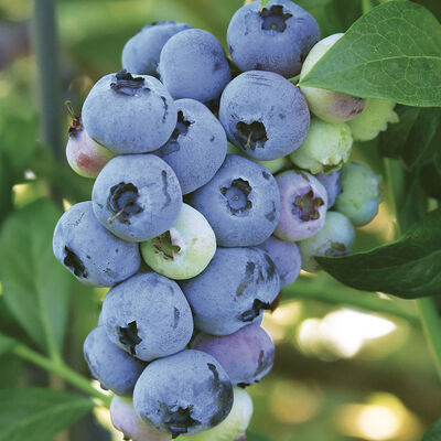 Blueray Blueberry