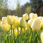 Ivory Floradale Tulips