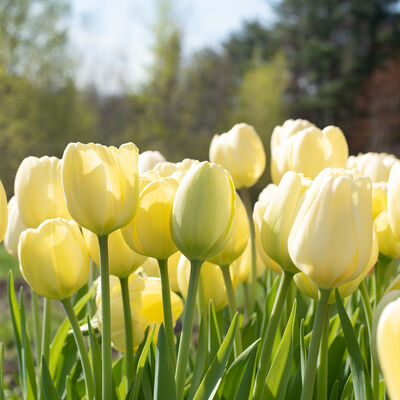 Ivory Floradale Tulips