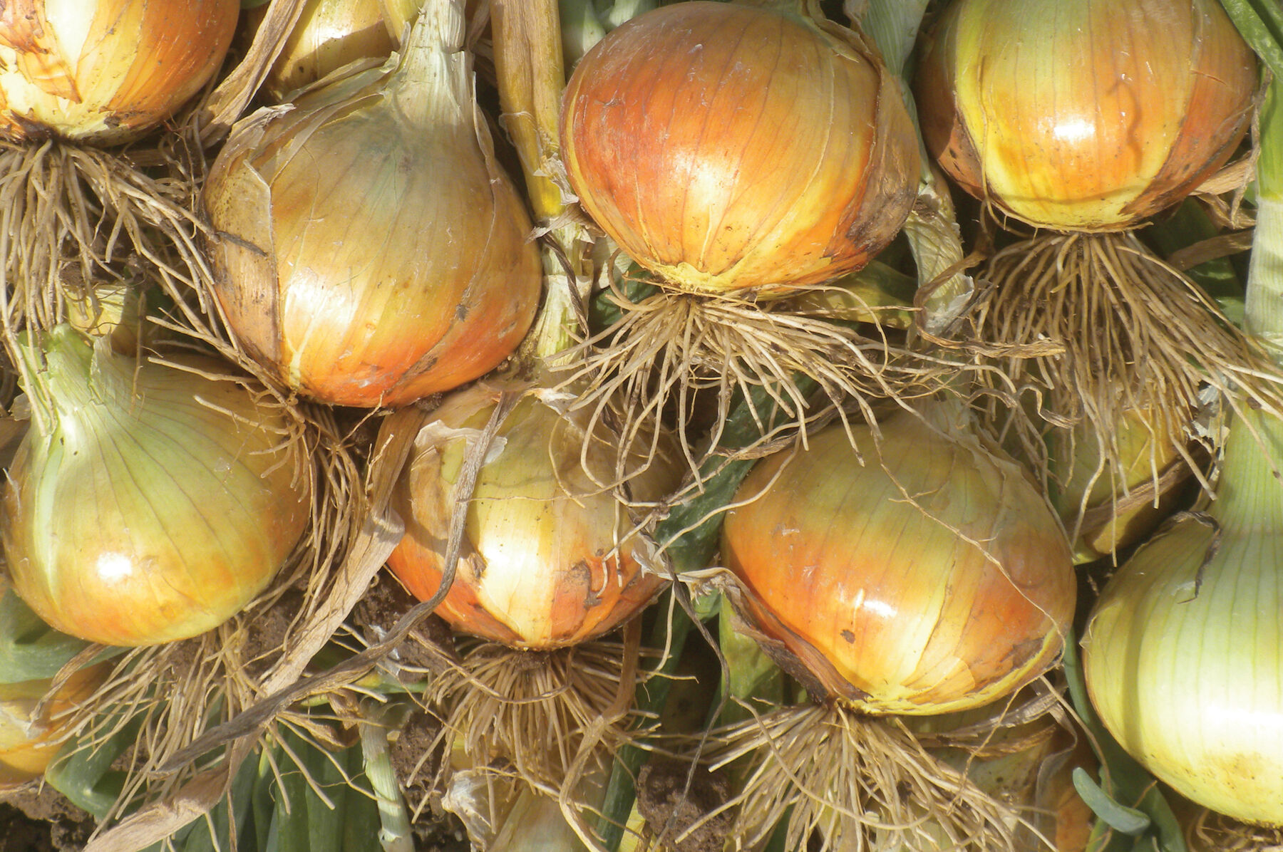 Gabriella☺︎ Gabriella - Yellow Onion Seeds | Johnny's Selected Seeds