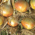 Madalyn Full-Size Onions