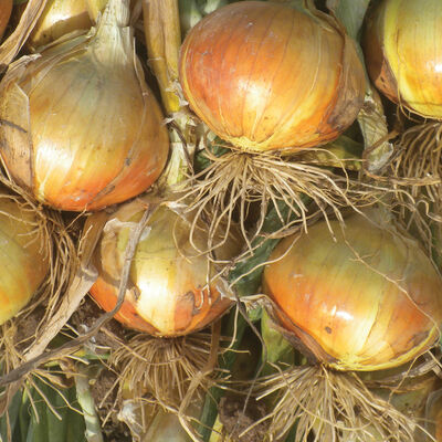 Madalyn Full-Size Onions