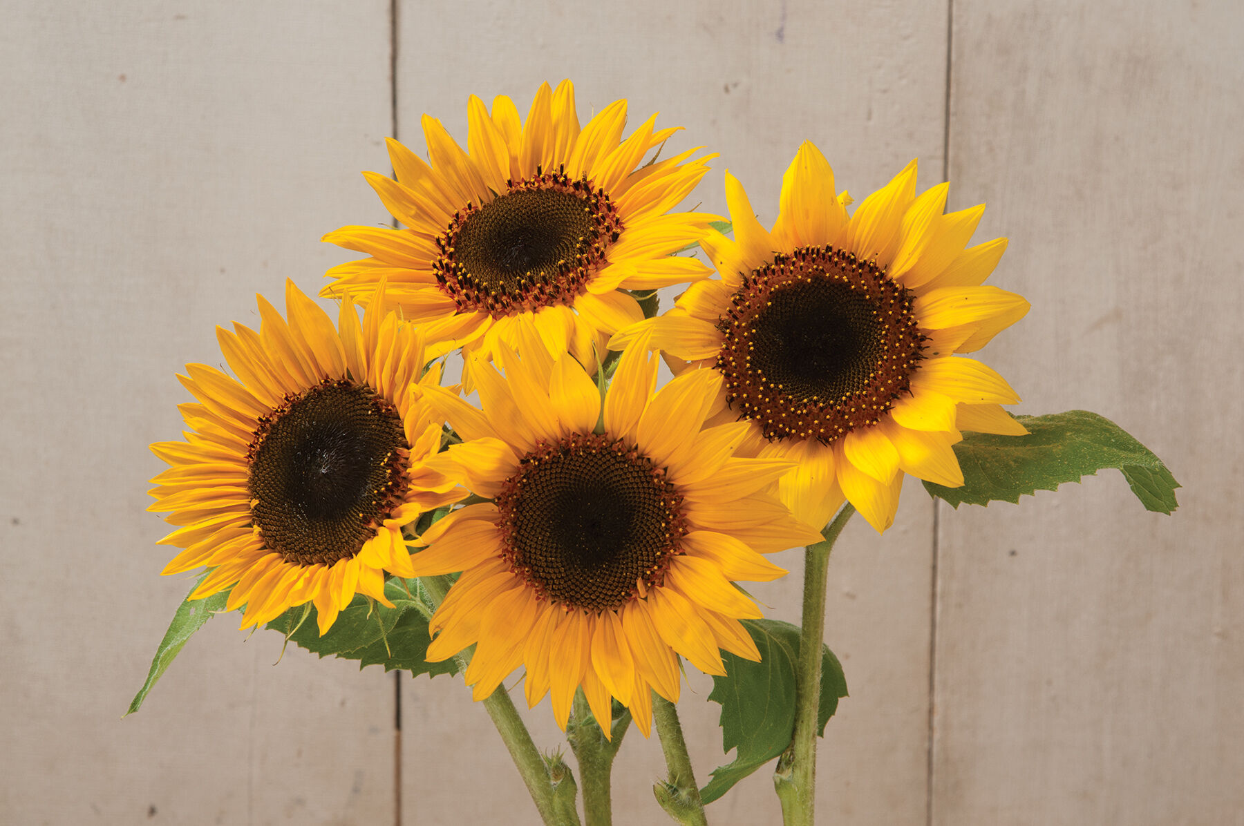 Johnny&#39;s - sunflower-love  Sunflower Seed Mixes | Johnny's Selected Seeds