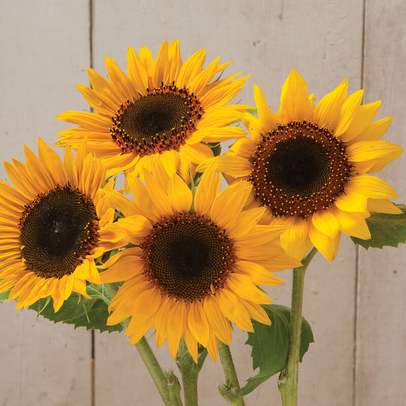 Holiday Tall Sunflowers