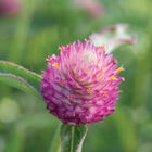 Sequin Gomphrena (Globe Amaranth)