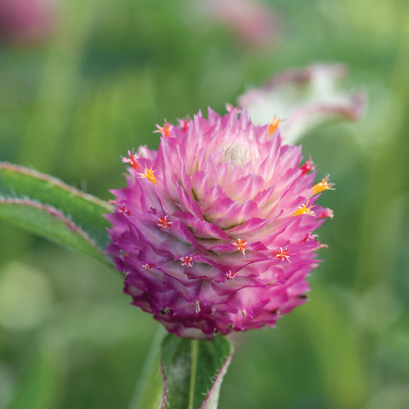 Sequin Gomphrena (Globe Amaranth)