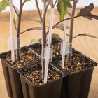 Grafting Support Stakes Grafting Supplies
