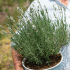 Ellagance White Lavender