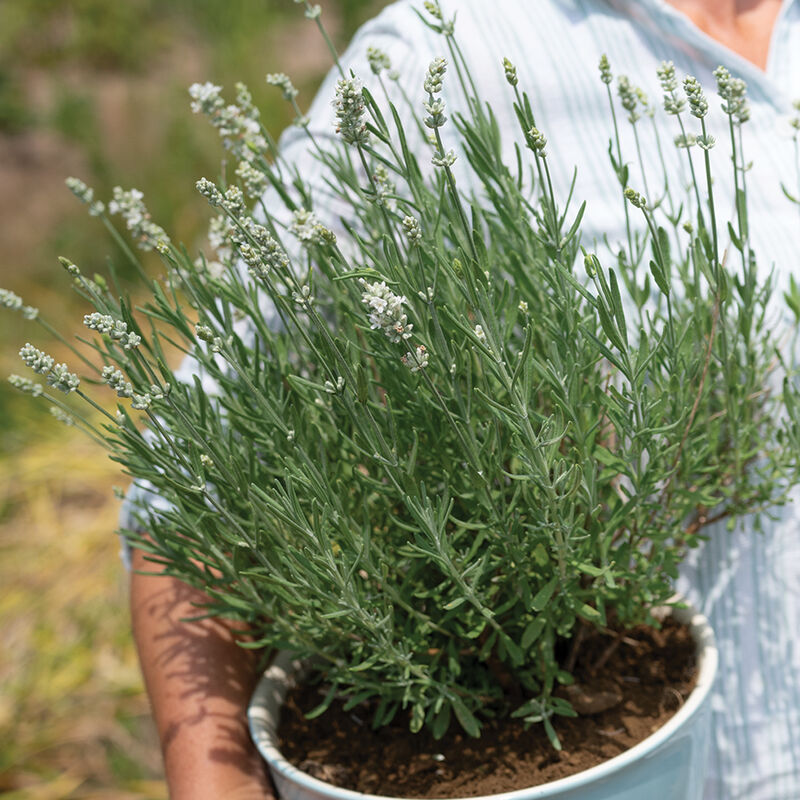 Ellagance White Lavender
