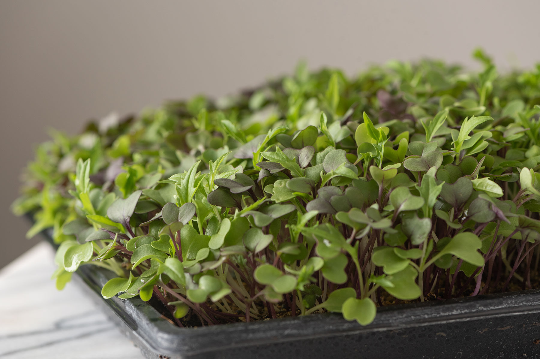 Mild Micro Mix Microgreen Mixes